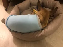 Ropa de perro de moda ropa de invierno para perros pequeños perros mediano chaqueta de abrigo Chihuahua ropa para mascotas para pequeño mediano perros Carlino