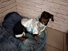 Jumpsuit Pet-Costumes Cotton-Padded Silver-Color Dogs Waterproof Winter Fashion for Hoodie