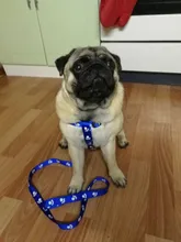 Paw Print Small Dog Harness and Leash Soft Nylon Pet Walking Harness Vest For Chihuahua