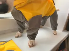 Mono impermeable para perro mascota, ropa impermeable para exteriores, mono con capucha para perros pequeños y grandes, capa impermeable, Bulldog francés