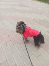 Small Dog Clothes Winter Warm Pet Dogs Coat Jacket Puppy Cat Outdoor Clothing Hoodies