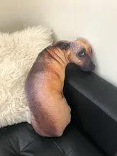 Almohada con estampado de perro en 3D, bonita cabeza de perro, Animal realista, divertida cabeza de perro, Cosplay, cojín de juguete favorito para niños para el hogar