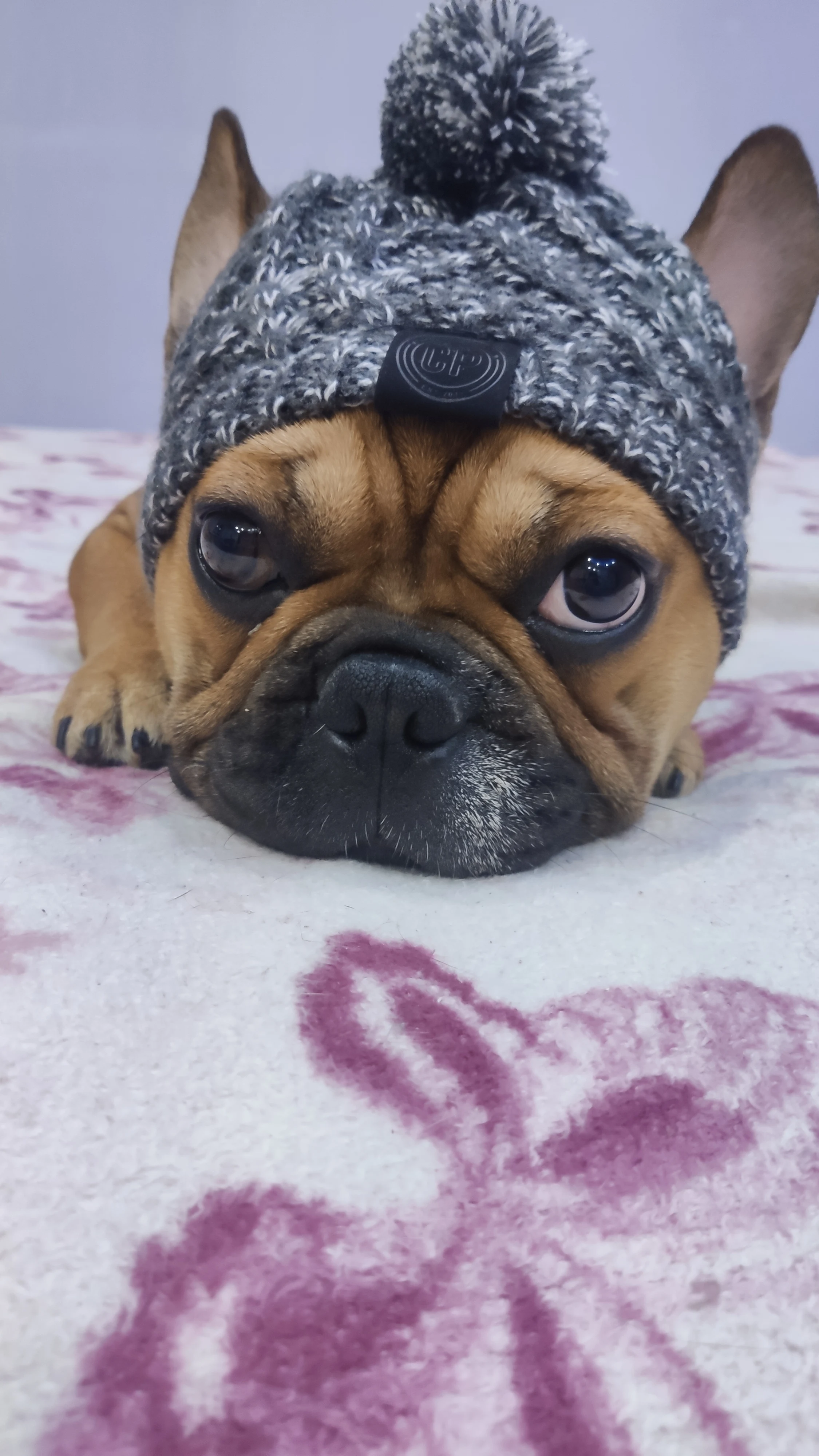 Super Snug Warm Dog Hat photo review