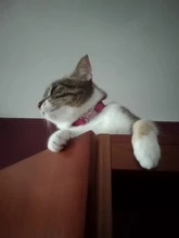 Colgante de corazón y Cascabel para gato, Collar de seguridad elástico ajustable con Material de terciopelo suave, producto para mascotas, collar para perros pequeños