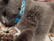 Collar de seguridad delicado para perros, correa de nailon, ajustable, a la moda, campana de camuflaje, gran oferta