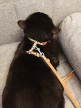 Pet-Harness-Belt Traction Cats-Products Dog-Collar Reflective Nylon Kitten Adjustable