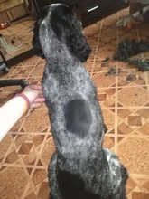 Baorun-Cortadora de pelo eléctrica para mascotas S1, dispositivo profesional de gran potencia para afeitar el pelo de perros y gatos