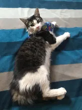 Collares de campanas para perros, hebillas de nailon ajustables, Collar reflectante de moda para mascotas, diseño de cabeza de gato, suministros para accesorios, 9 colores