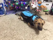 Jacket Vest Pet-Dog-Coat Dogs French Bulldog Waterproof Large Winter for Big Autumn Warm