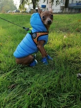 Seat-Belt Harnesses Stunt Puppy Bull Small-Pet Terrier Printed Dogs Chihuahua Shih Tzu