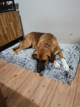 Pet-Mattress Cushion Dog-Bed Orthopedic-Foam Dogs Dog-Mats/removable-Cover Small Large