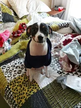 Ropa de abrigo para perros pequeños, abrigo para perros, ropa para cachorros, sudaderas con capucha para perros grandes, Chihuahua, novedad