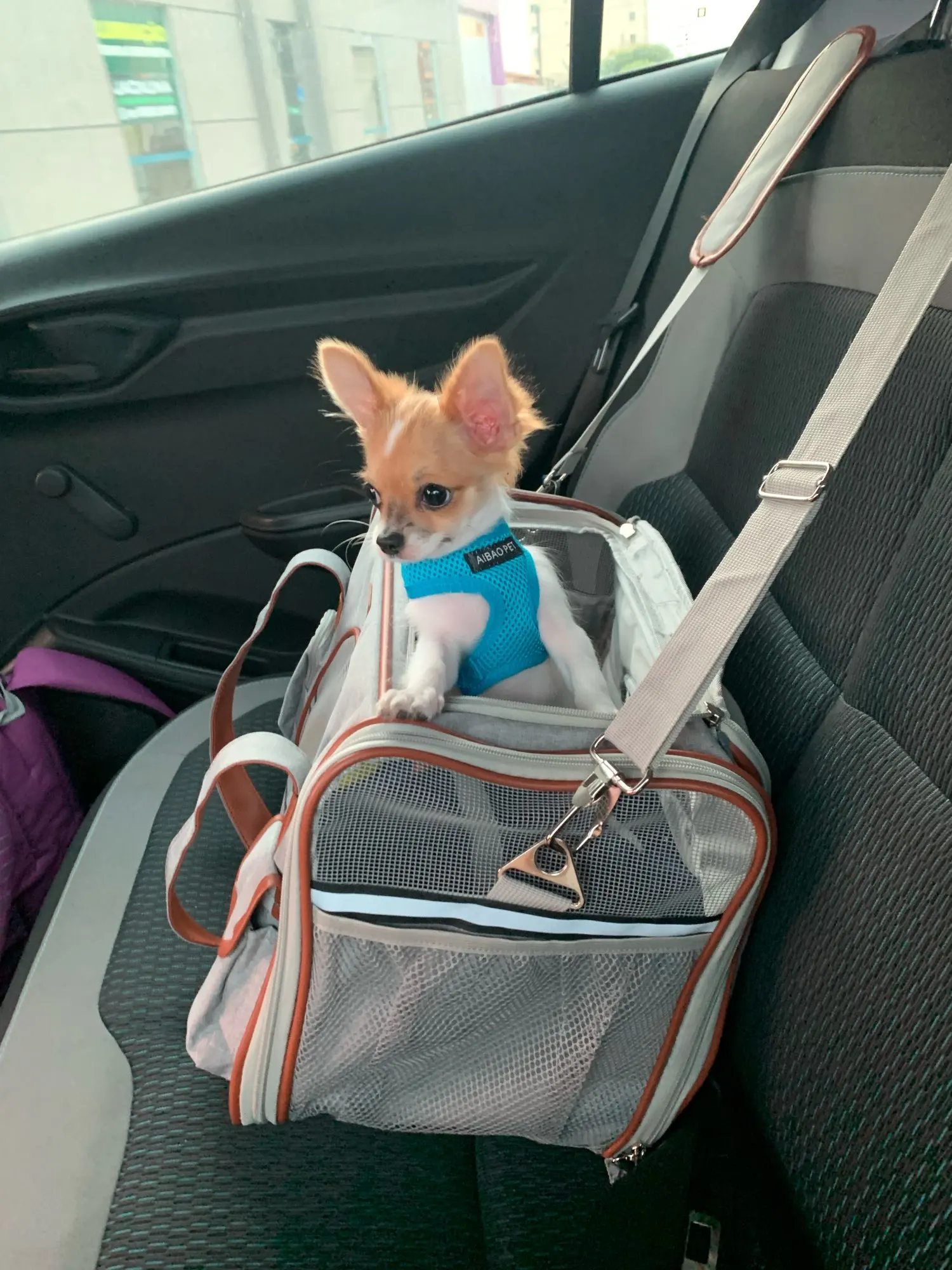 airline car seat bolsa