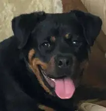 Bozal de silicona suave para perros pequeños, medianos, grandes y x-grandes, cesta transpirable, para mordeduras y ladridos