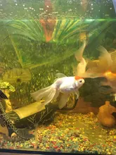 Pump Diffuser Tube Bubble-Bar Oxygen Aquarium Air-Stone Fish-Tank Wall Hydroponic Hose