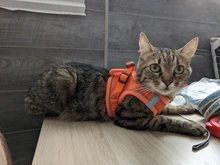 Reflectante cachorro gato arnés chaleco caminar perro ajustable Collar de gatito de malla de poliéster arnés para pequeño mediano perros