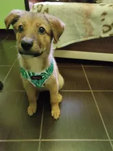 Arnés de Bulldog Francés transpirable para perros pequeños y medianos, chaleco para gatos, entrenamiento para caminar