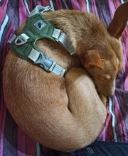 Harness Vest Belt Chest-Strap Dog-Training-Reflective Big-Dogs Adjustable Outdoor 