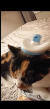 Removal Comb Pet Comb Brush Grooming Cats Hair Remove Selfcleaning Flea Comb for Dogs