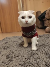 Pullover Pet-Clothing Puppy-Jacket Cat-Dog-Sweater Christmas Winter for Small Dogs Chihuahua