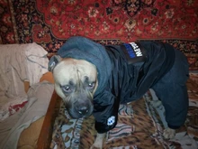 Dog-Coat Winter HOOPET for Dogs Clothing Warm Christmas Big