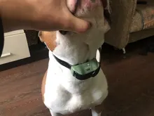 Ipets 618-1 New arrival! Dog shock collar bright color Remote 800M Waterproof and Rechargeable