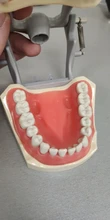 Modelo de enseñanza Dental de Modelo Dental, modelo estándar con mordedores de 32 tornillos, goma dura suave, 28 y 24 dientes