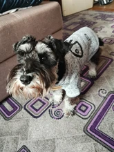 Sweatshirt Coat Puppy Yorkies Dog Chihuahua Cotton Fish-Bone-Print for Small Cats Cozy