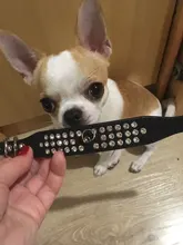 Dog-Collar Rhinestone Dogs Diamante Chihuahua Yorkshire Cat 3 for Small Medium Rows Suede