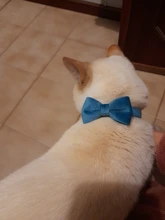 Collar de gato de terciopelo con lazo liso para cachorro, Chihuahua, con campana, hebilla de seguridad ajustable, pajarita para gatos, accesorios para mascotas