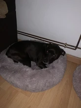 Cama redonda para gatos, nido de gato durmiendo cálido, felpa larga suave para canasta para perros, productos para mascotas, cojín, alfombrilla cama para mascotas, casa para gatos, animales, sofá