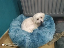 Cushion Nest Sofa Pet-Products Dogs-Basket Cat-House Animals Sleeping Cat Round Plush