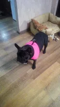 Vest Jacket Pets-Clothing Pug-Coat Puppy Dogs French Bulldog Waterproof Small Winter