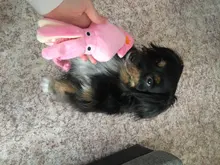 Calamar bonito y pequeño sonido de juguete de perro BB, mascota de peluche, cuerda de perrito, mordedores de juguete con sonido rosa para gato