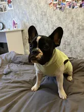 Vest Clothing Costume Pet-Jacket Fleece Doggy Puppy Animal Winter Warm for Soft-Plaid