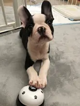 Juguete de entrenamiento para mascotas, llamada de cena, campana pequeña anillo con huellas, juguetes para perros para osito cachorro, llamada para mascotas