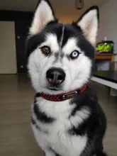 Cat-Nameplate-Collar Engraved Puppy Dogs Custom Personalized Adjustable Pug for Small