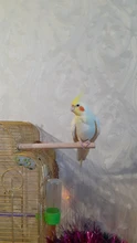 Perchero de madera para colgar para mascotas