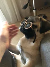 Productos para mascotas encantador redondo Vintage gato gafas de sol reflejo ojo gafas para perro pequeño gato accesorios fotos de mascotas accesorios