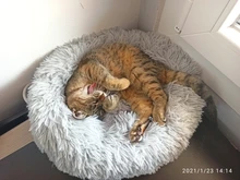 Cama de Gato supersuave, 14 colores, redonda, mullidas de gato, cesta para dormir, larga felpa, cálida, alfombrilla para mascotas, perrera ligera de tacto cómodo
