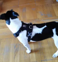 Harness Light-Weight Military-Service Truelove Dog Small Outdoor Tactical Medium Adjustable