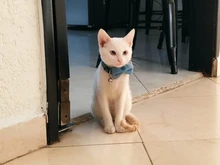 Collar de gato de Color liso con lazo de terciopelo para cachorro, Chihuahua, hebilla de seguridad ajustable con campana, pajarita para gatos, accesorios para mascotas