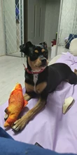 Animals Cartoon Dog Toys Stuffed Squeaking Pet Toy Cute Plush Puzzle For Dogs Cat Chew