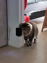 Cepillo esquinero de masaje para gatos, cepillo de estética para mascotas y gatos, con peine para hacer cosquillas, productos para mascotas de gato