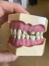 Modelo de enseñanza Dental de Modelo Dental, modelo estándar con mordedores de 32 tornillos, goma dura suave, 28 y 24 dientes