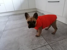 Abrigo de invierno para mascotas, ropa cálida para perros pequeños, abrigo de Navidad para perros grandes, chihuahua