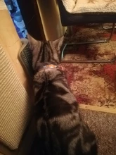 Collar reflectivo para perro, personalizado, de cuero, acolchado, para perros pequeños, medianos, Chihuahua, Yorkie