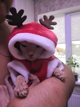 Ropa navideña para gatos pequeños, disfraz de Papá Noel, gatito, cachorro, Sudadera con capucha, ropa cálida para perros y mascotas, accesorios de ropa