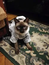 Autumn Winter Warm Pet Cat Costume for Cats Soft Fleece Dog Cat Clothes Kedi Katten Mastomas