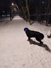 Collares de luz LED para perros de compañía, collares luminosos recargables y parpadeantes para perros de noche, Collar luminoso USB, decoración para el cuello que brillan en la oscuridad